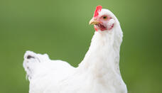 ARBOCEL for Improved Flock Performance