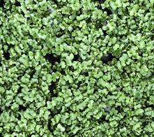 Fiber for Microgreens